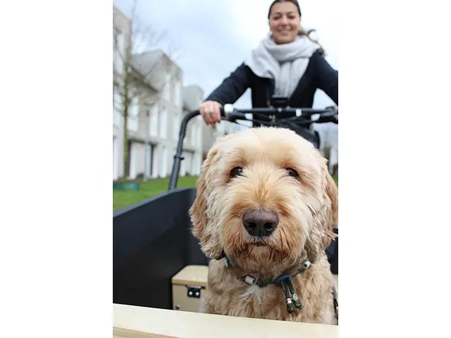 Electric cargo bike for the dog: all the info at a glance